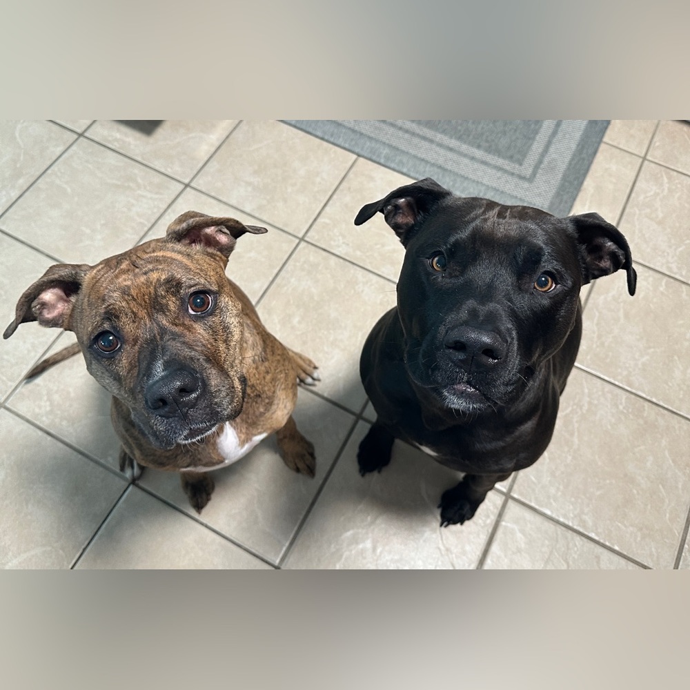 Meet your Posher, Monika